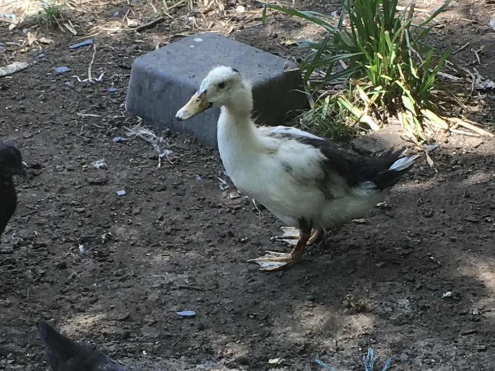 ancona duck eggs, Dozen