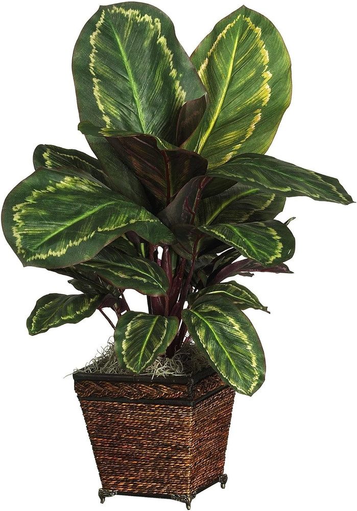 Maranta with Basket Silk Plant