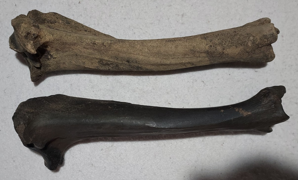 Bison Left & Right Tibia Bone Fossil from Ice Age