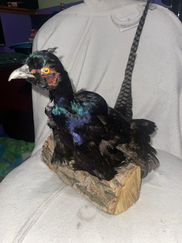 Pheasant Taxidermy