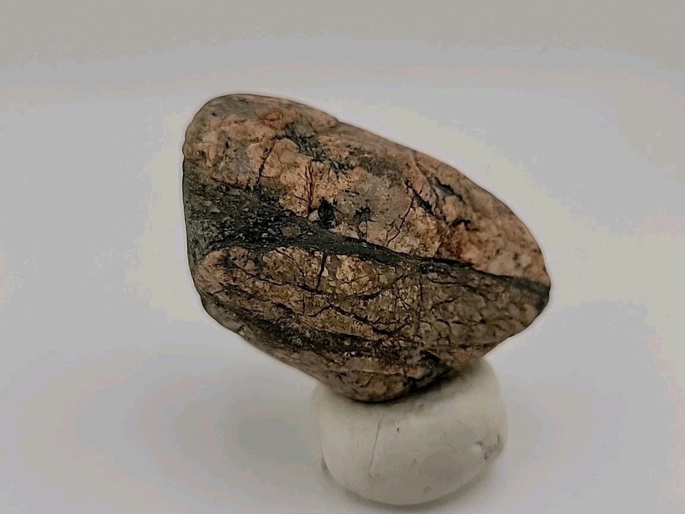 Real Permineralized Bird Egg Fossil
