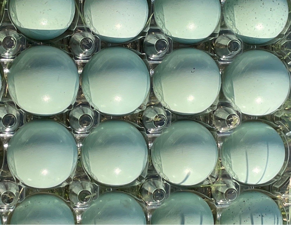 60 Celadon Blue Coturnix Quail Hatching Eggs - 100% BLUE