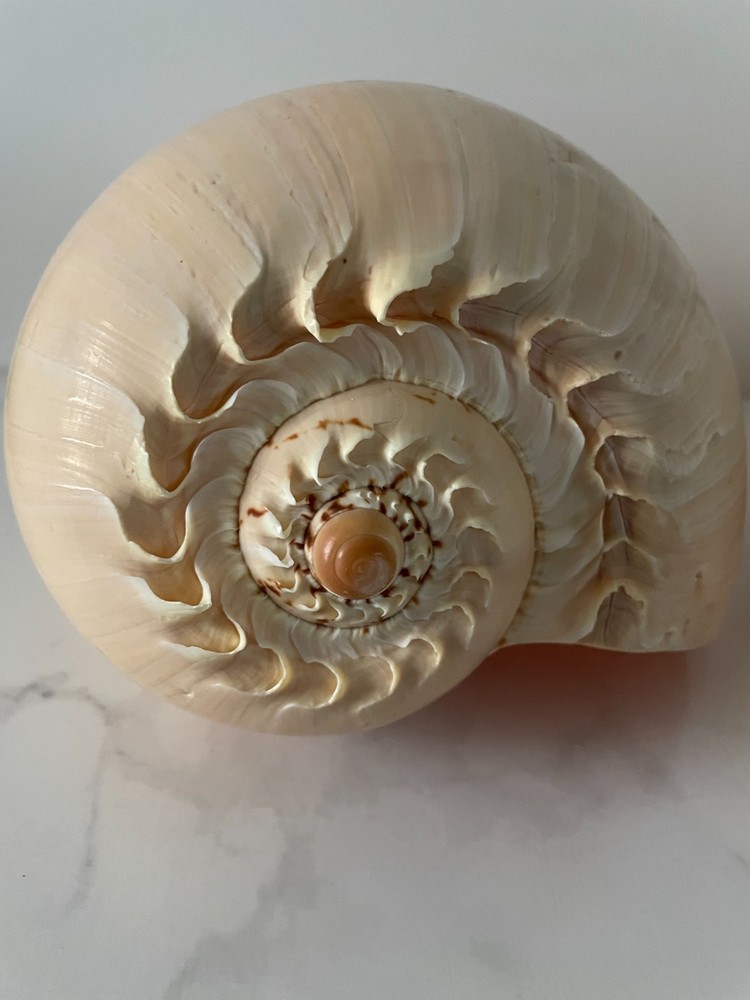 Crowned Baler Melon Shells Set of 2