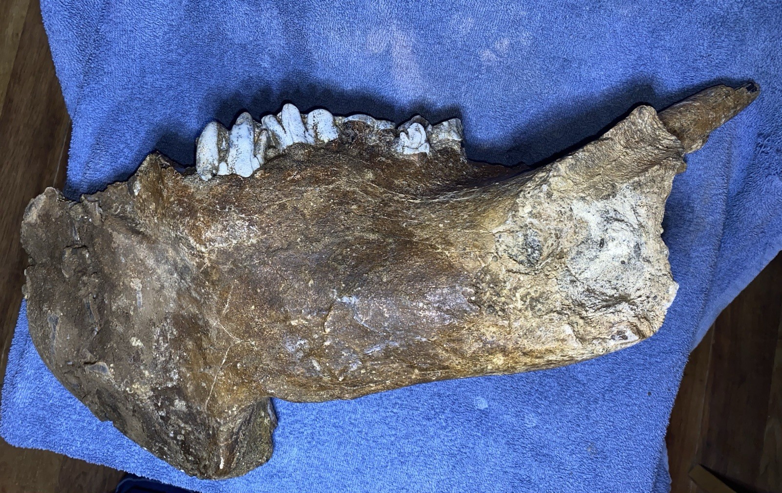 Hippopotamus Jaw Fossil, Indonesia Ice Age