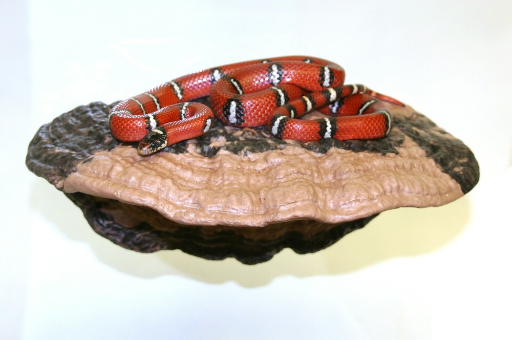 Magnaturals Large Mushroom Ledge