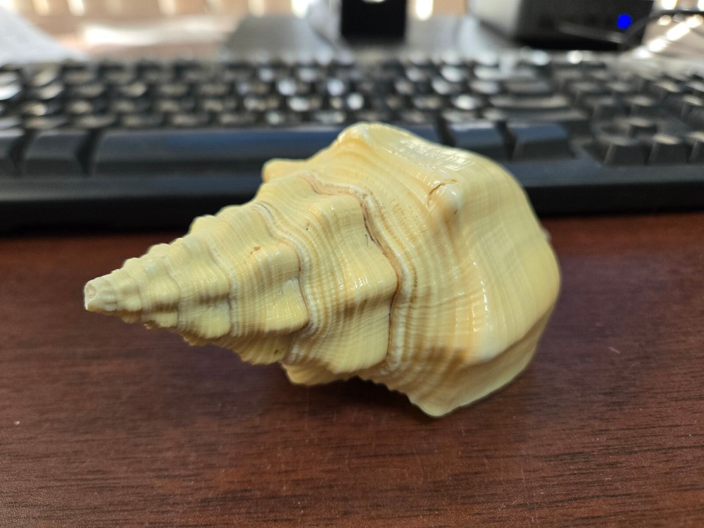 Vamavarti Shankha Conch Seashell Nautical Beach Decor Shell 5-6"