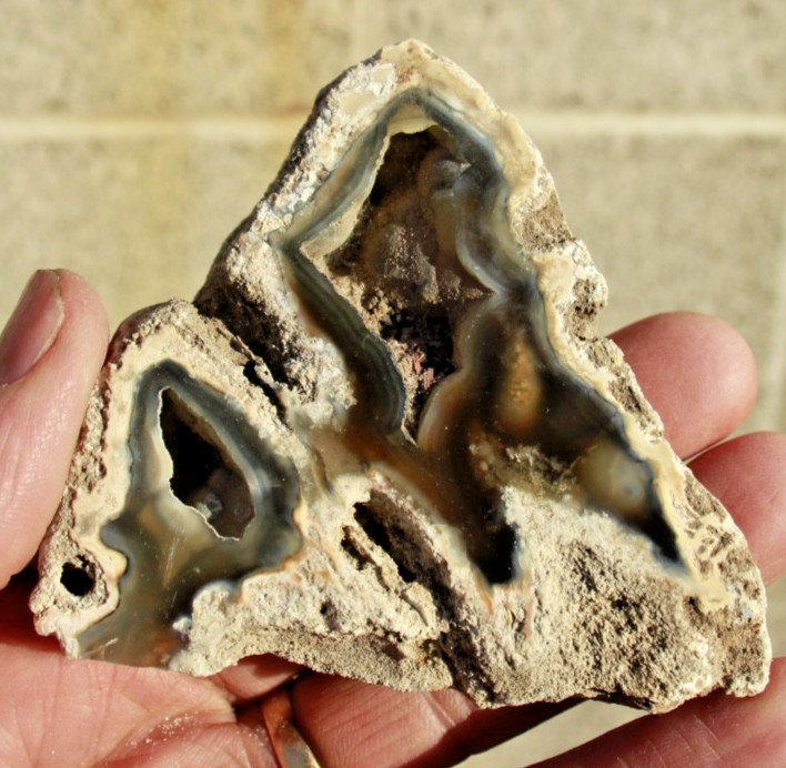 Polished Tampa Bay Fossil Coral Half • 3.0" Wide/4.3 oz.