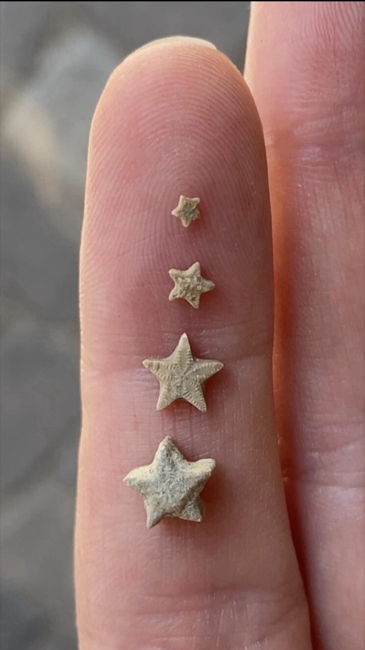 A Bottle of 36 Crinoid Star Fossils
