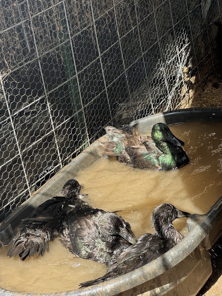 Fertile Cayuga Duck Hatching Eggs 12+ Pack