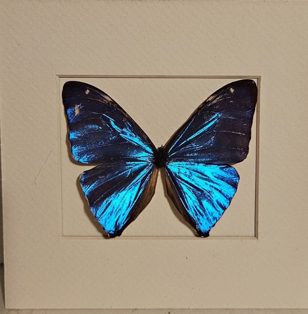 Real framed Aega morpho in Custom shadowbox