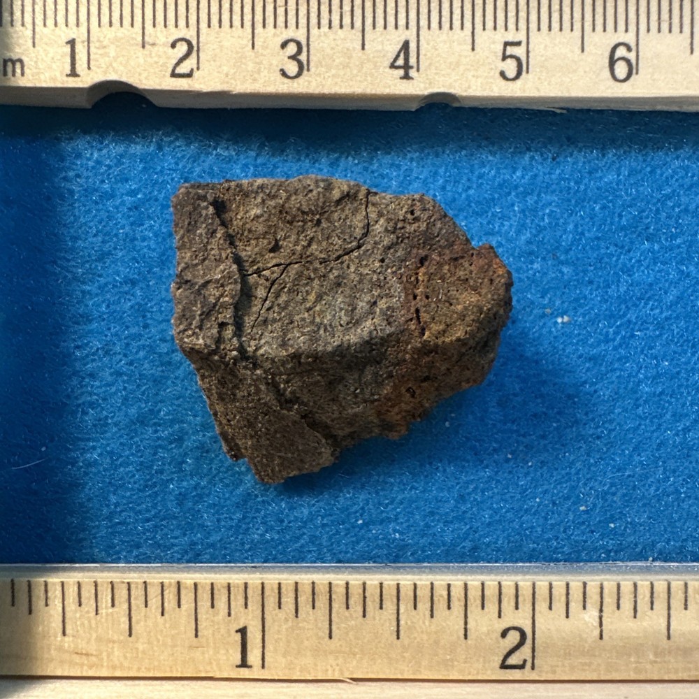 Achelousaurus Extinct Ceratops Dinosaur Bone Fossil in Display Case