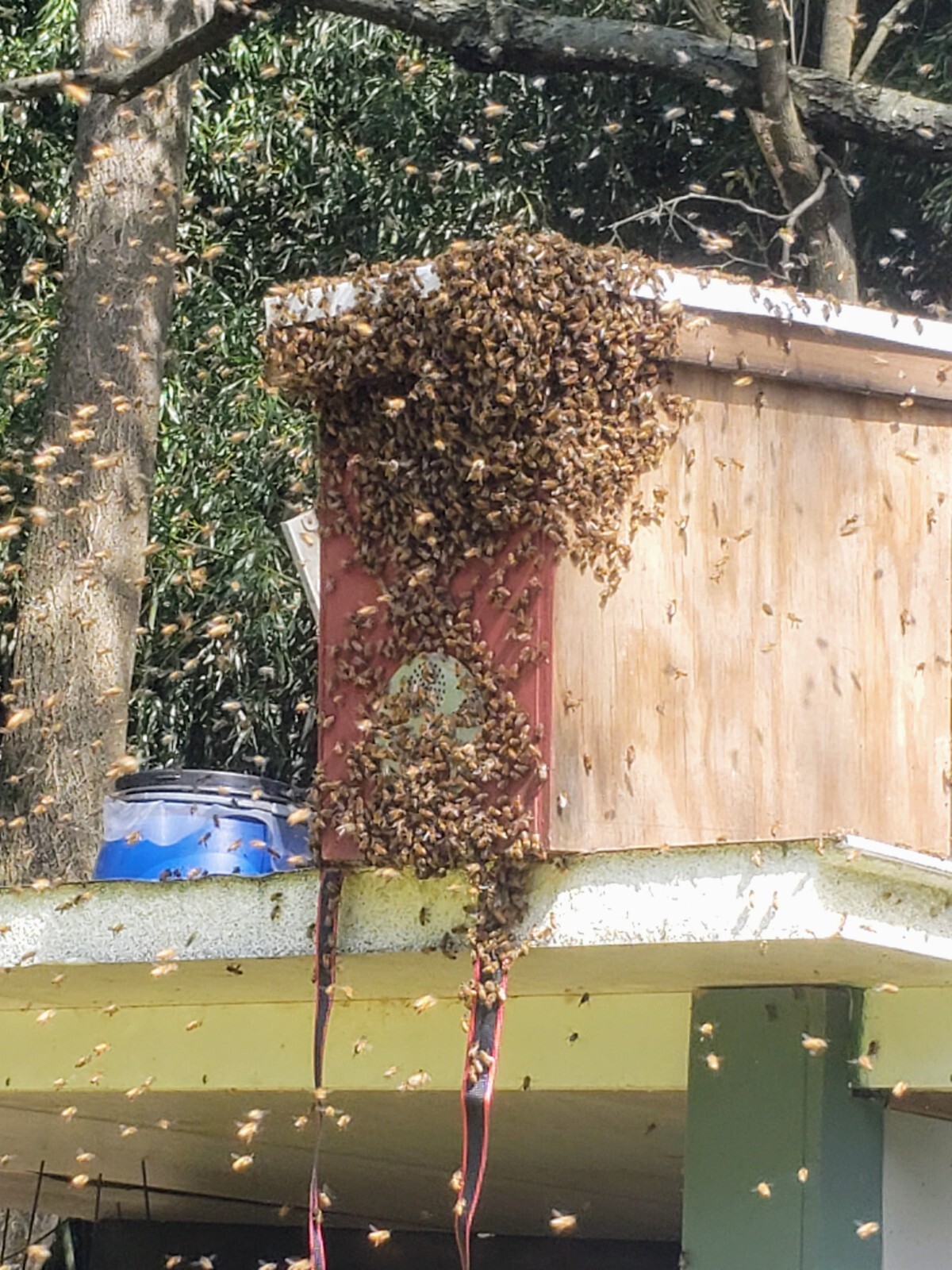Honeybee Swarm Trap w/ Integrated Hanging Bracket  = FREE BEES!!