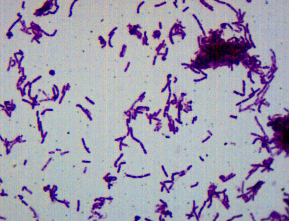 Bacillus Smear, Gram-Negative, Prepared Microscope Slide - 75x25mm - Eisco Labs