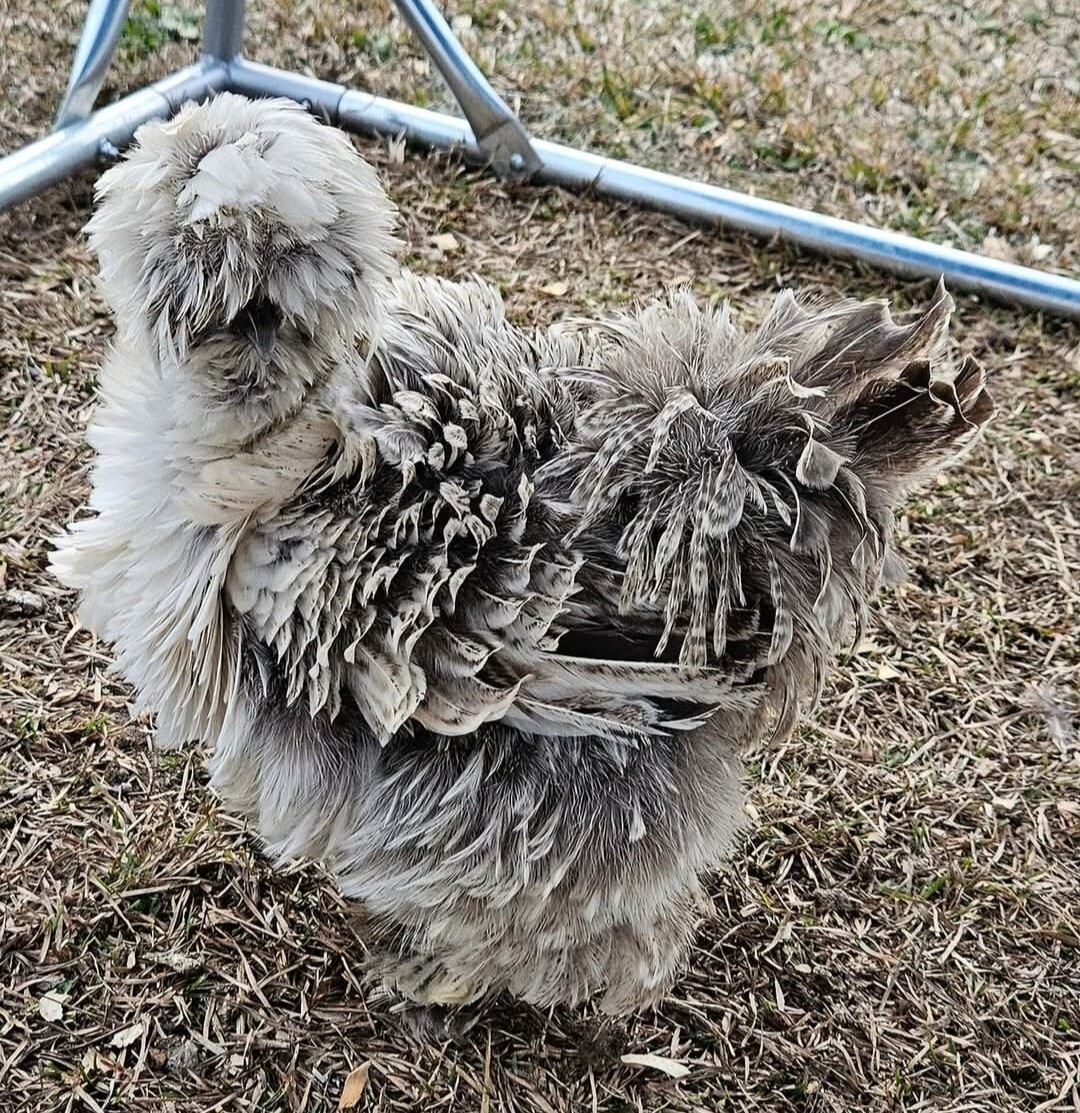 12+ Silkie, Satin, Frizzle Show Quality Hatching Eggs, NPIP Cert