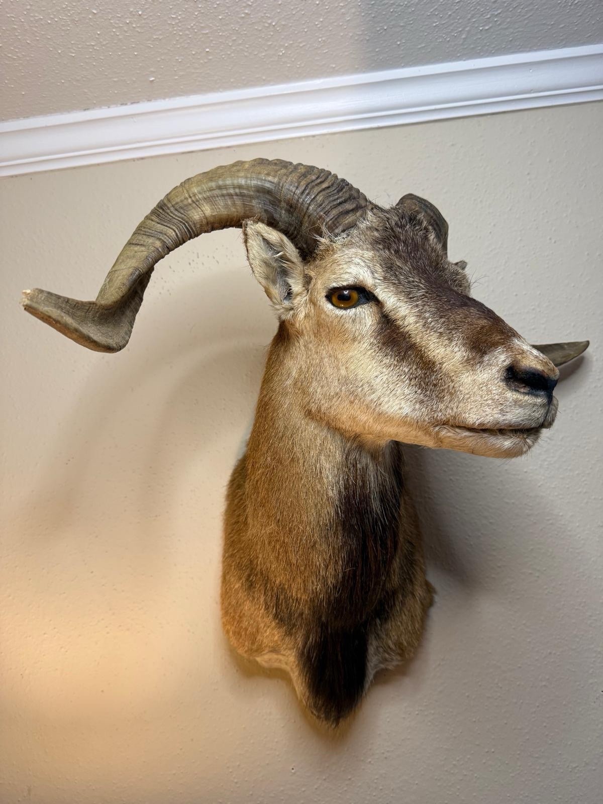 Corsican Ram Taxidermy Shoulder Mount