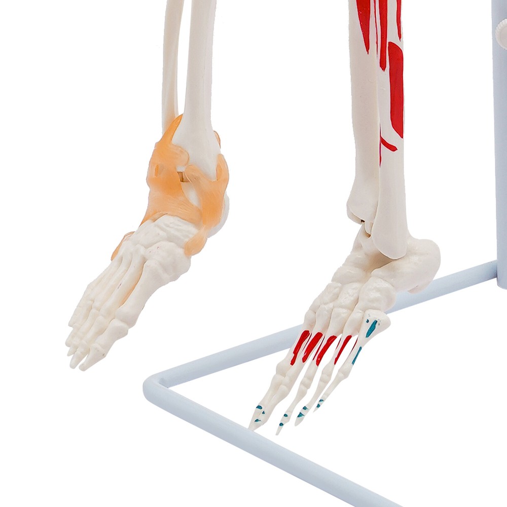 Human Skeleton Model, 34" Half Life Size Skeleton Model with Spinal Nerves