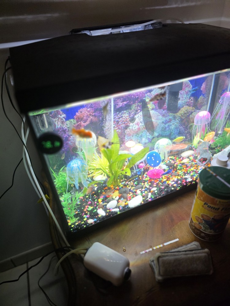 20-Gallon Complete Aquarium Setup (With Fish)