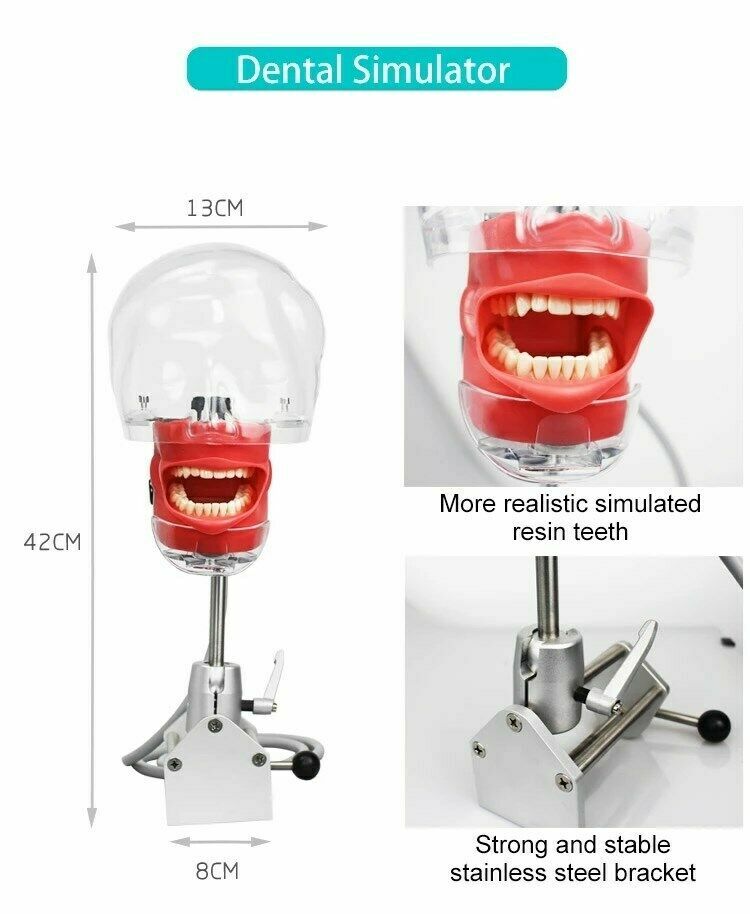 Dental Simulator Phantom Head Model for Dental Education Training Practice