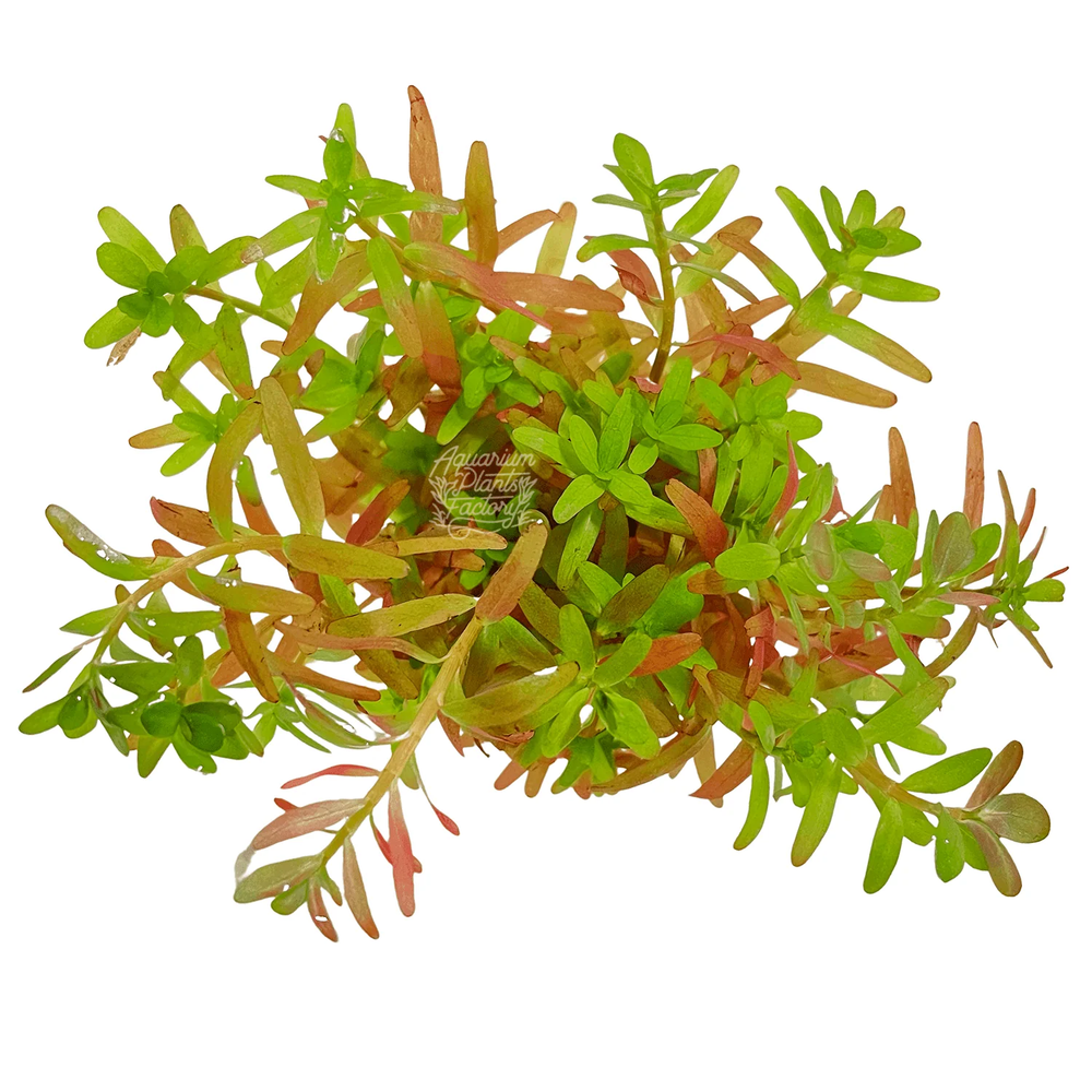 Rotala Ceylon | Aquarium Plants Factory®