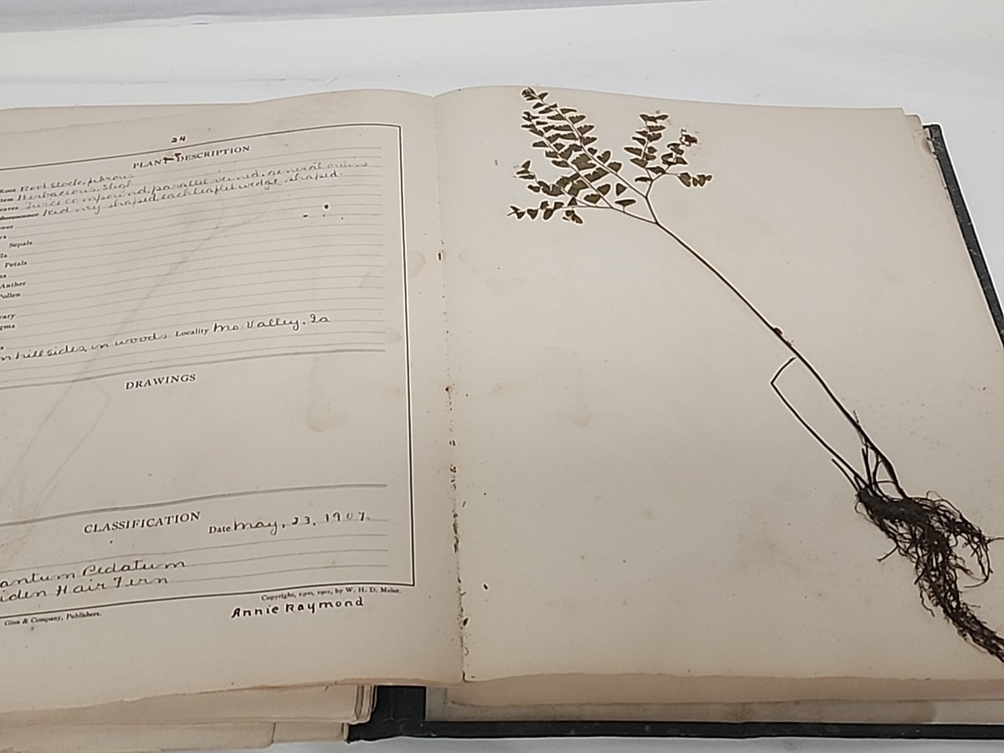 Antique HERBARIUM AND PLANT DESCRIPTIONS Meier Ginn And Company Complete 1907