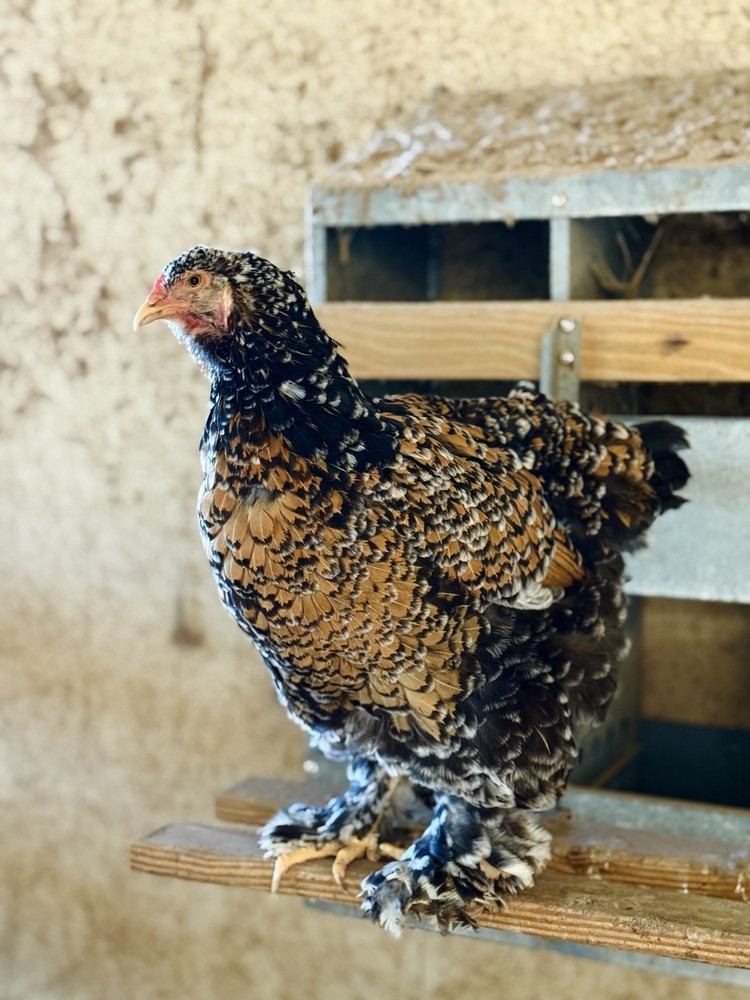 12++ Porcelain Brahma Hatching Eggs