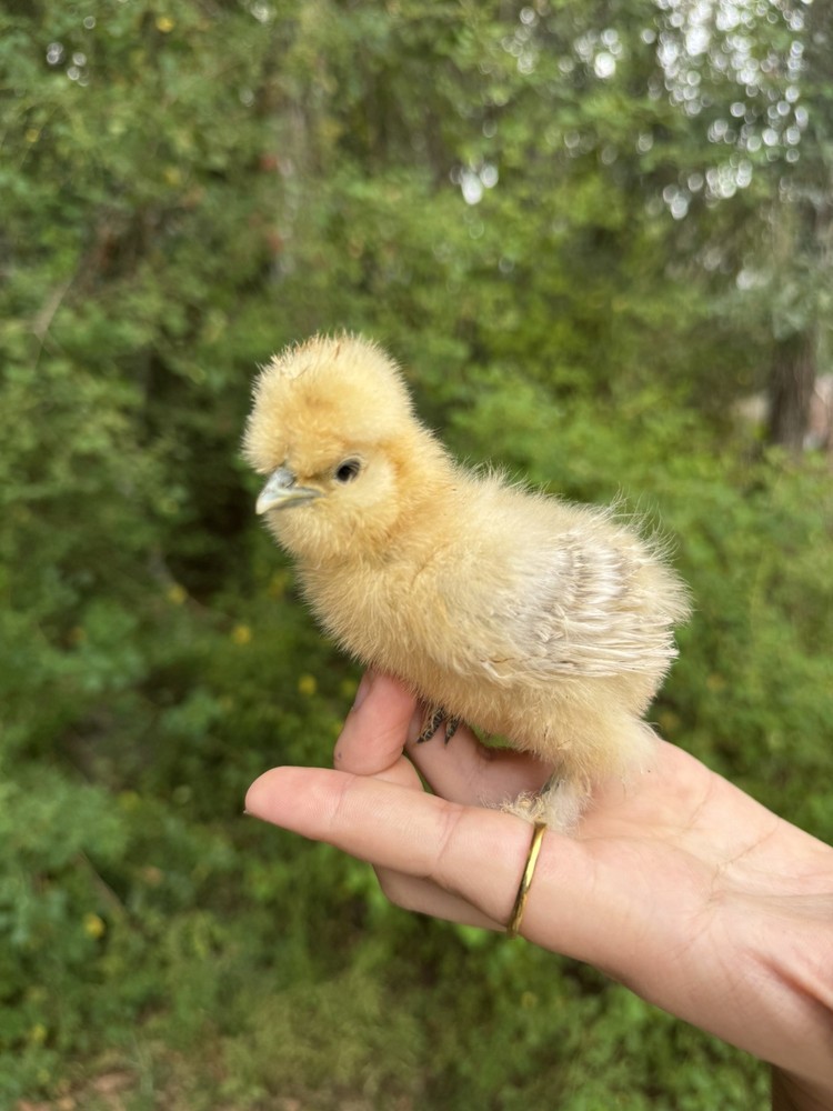 Lemon Cuckoo Silkie Hatching Eggs (12)