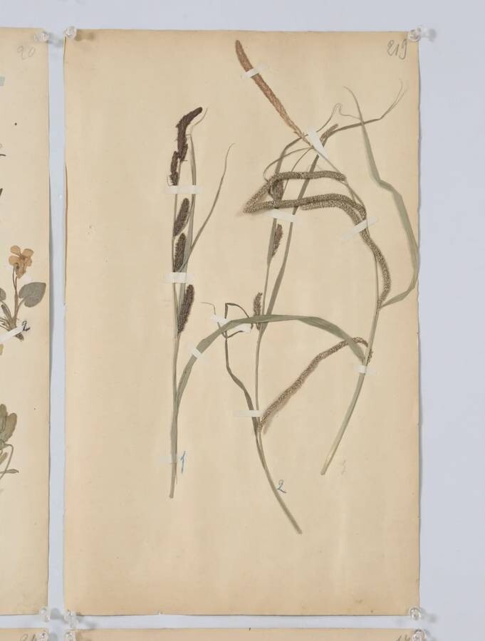 ANTIQUE PRESSED BOTANICALS C. 1893 FROM A FRENCH MONASTERY SCHOOL