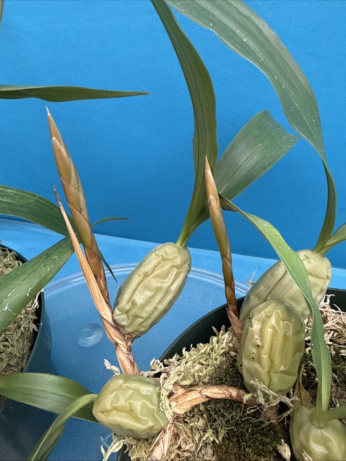 Coelogyne cristata ‘The Queen’ AM/AOS BS White Yellow Orchid Species 6” Pot