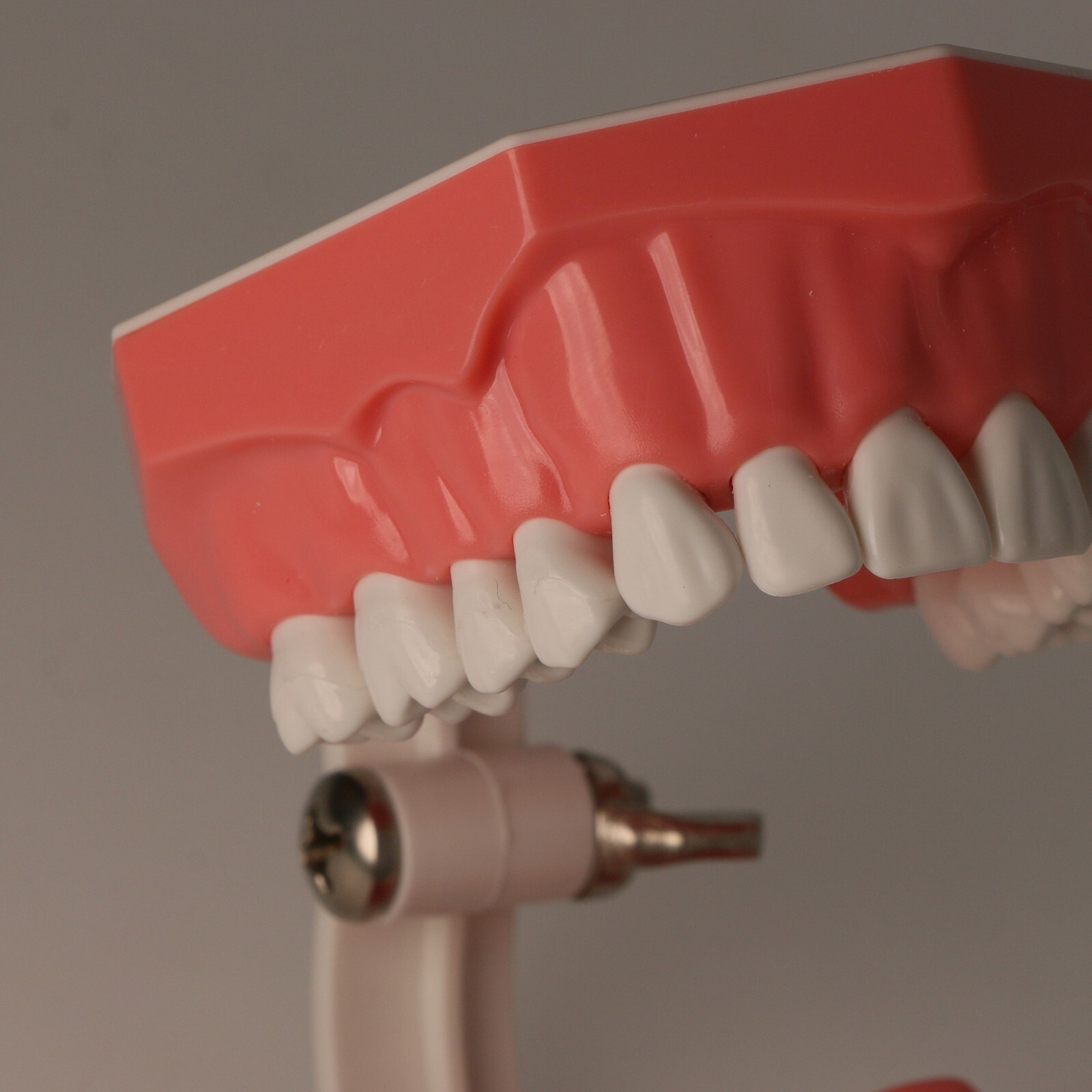 Dental Typodont Teeth Model Brushing Flossing Practice Teaching Model M7010-1