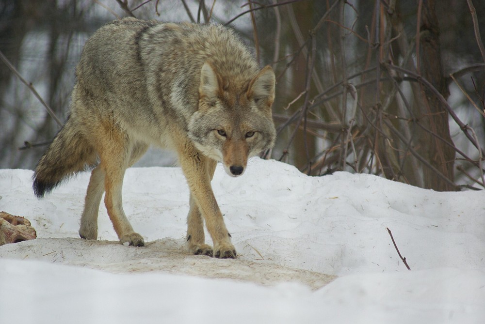 Coyote Taxidermy Reference Photo Cd