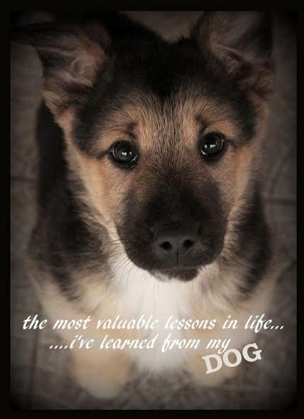 German shepherd  refrigerator magnet 3 1/2x 3 1/2"