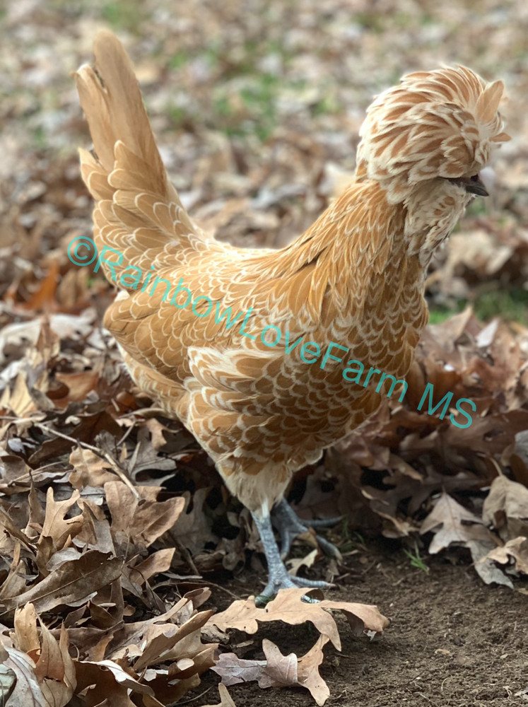 12+ Polish Chicken Hatching Fertile Eggs Assorted Buff Candy Corn Crest NPIP