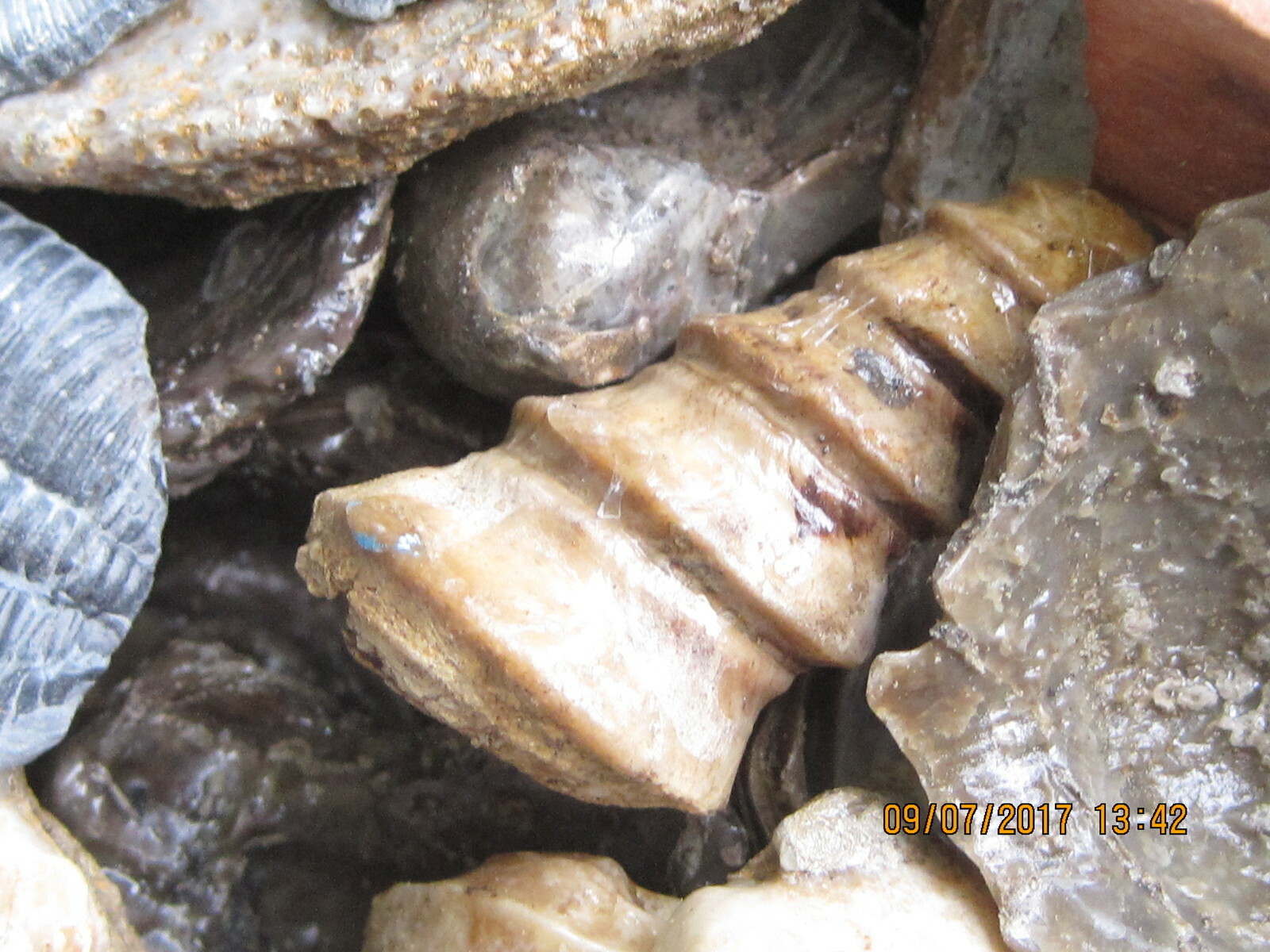 LOT OF 100 ASSORTED FOSSILS WHOLESALE