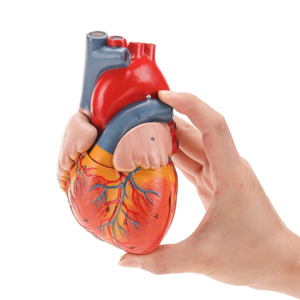RONTEN Human Heart Model, 2-Part Life life-size, model-red