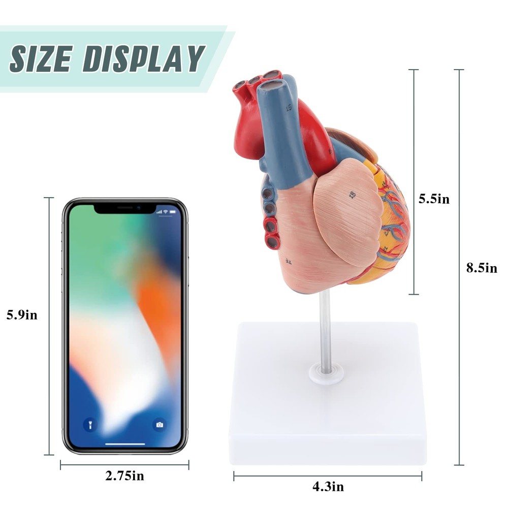 RONTEN Human Heart Model, 2-Part Life life-size, model-red