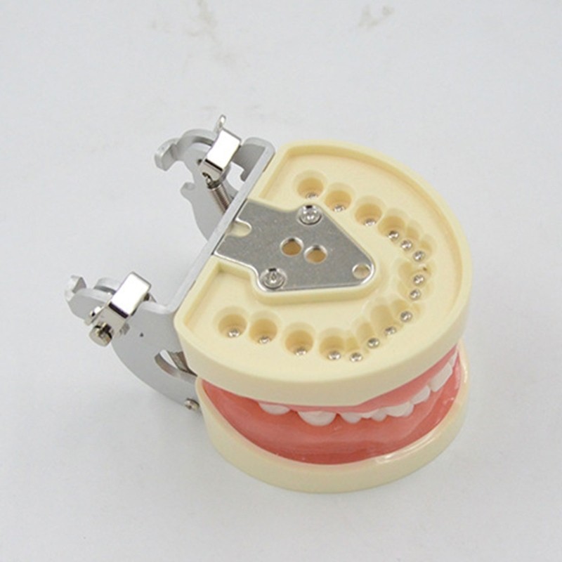Teeth Model Teaching Model Soft Gums Removable 32 Teeth, for Dentistry Students