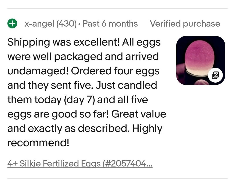 6+ Silkie Fertilized Eggs