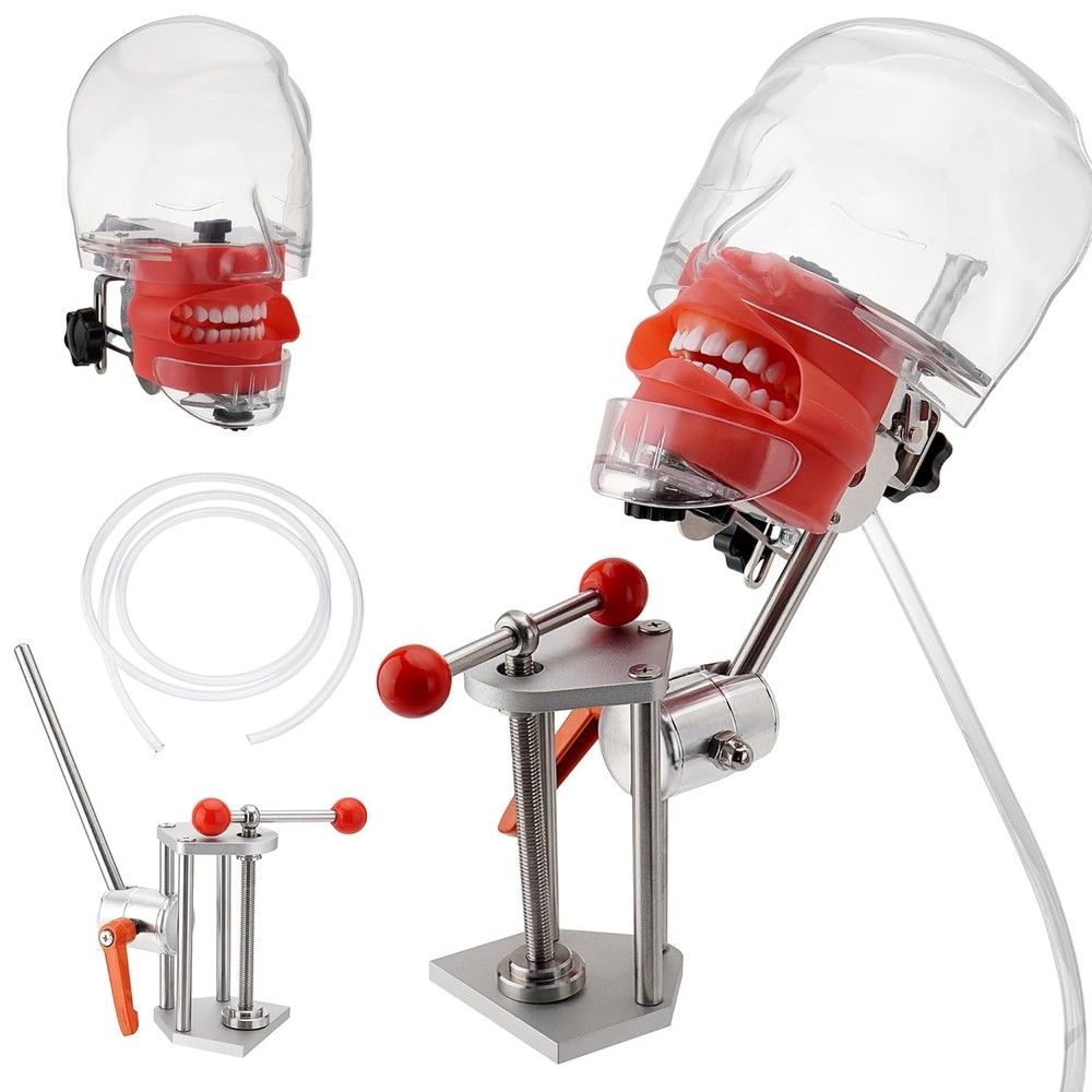 Dental Simulator Phantom Head Model Dentist Training Practice with Desk Clamp US