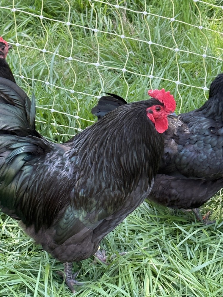 NPIP Certified Australorp Hatching Eggs 12+ 2