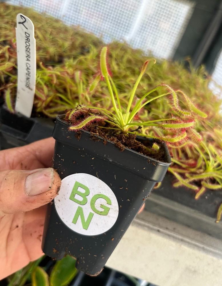 Cape Sundew - Drosera capensis - Live Carnivorous Plant