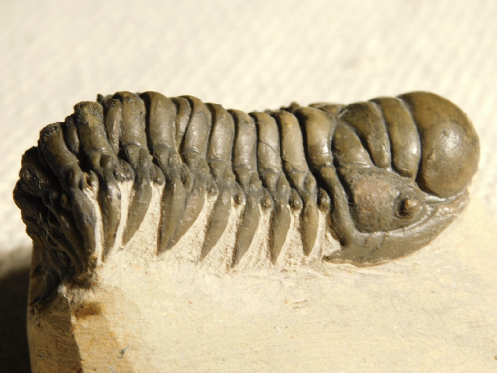 Larger! Crotalocephalina TRILOBITE Fossil 100% Natural Morocco 225gr