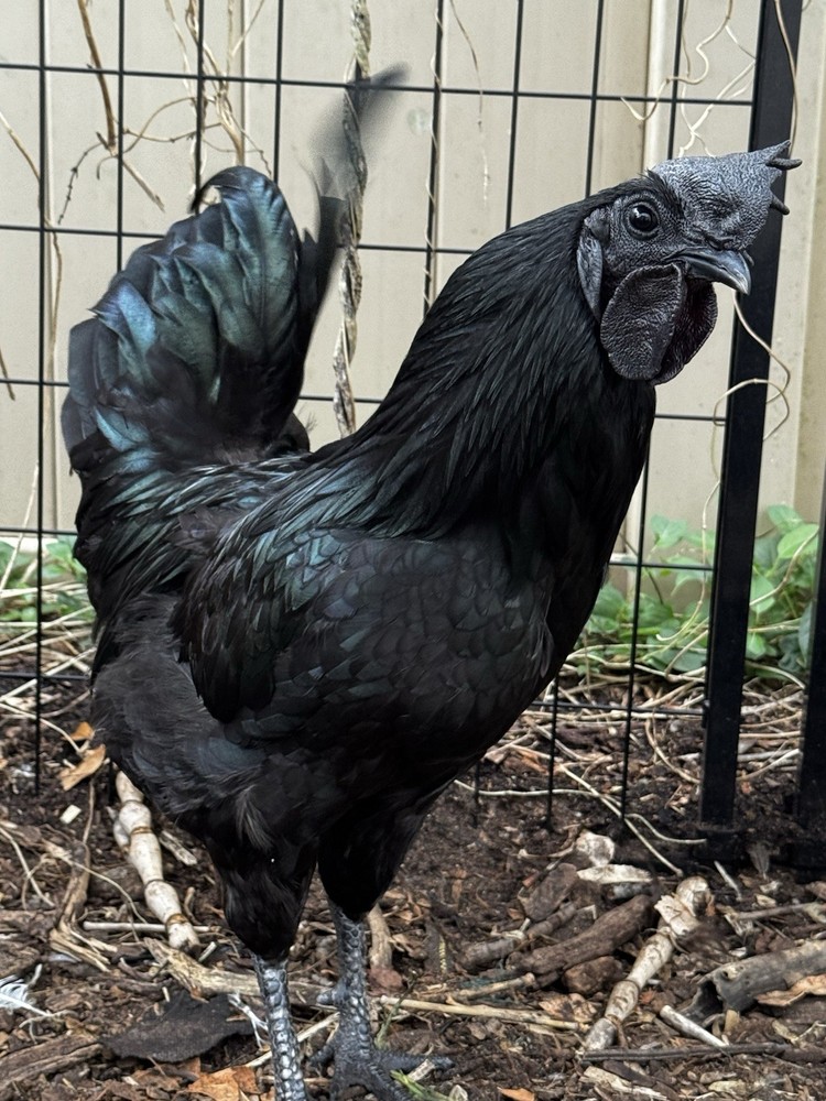 (6) Ayam Cemani Fertile Hatching Eggs