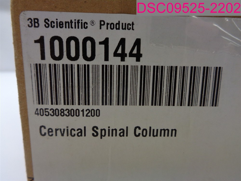 3B Scientific Product 1000144 Cervical Spinal Column A72