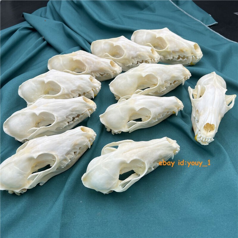 New 10Pcs Real Fox Skull Taxidermy Real Bone Skeleton Halloween Decoration Gift