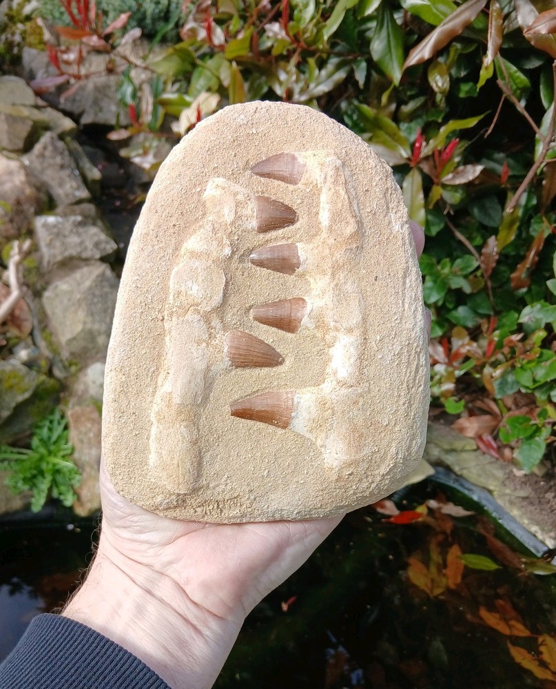 Fossil Mosasaur Jaw Dinosaur Teeth double composite