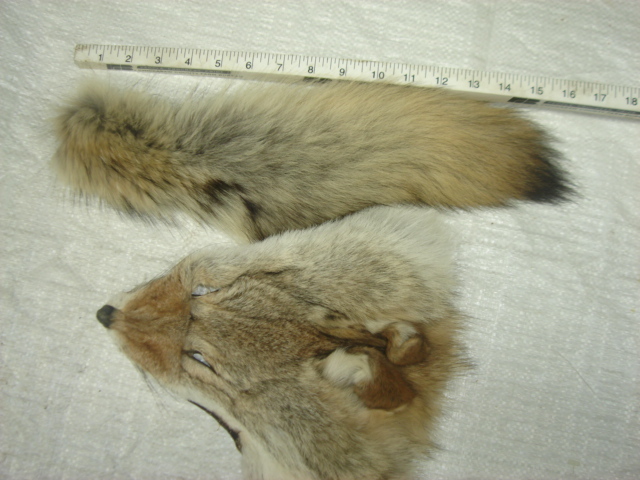 #1 Quality XL Tanned Western Coyote Tail and Face Combo/Fur/Crafts/Real Fur/trap