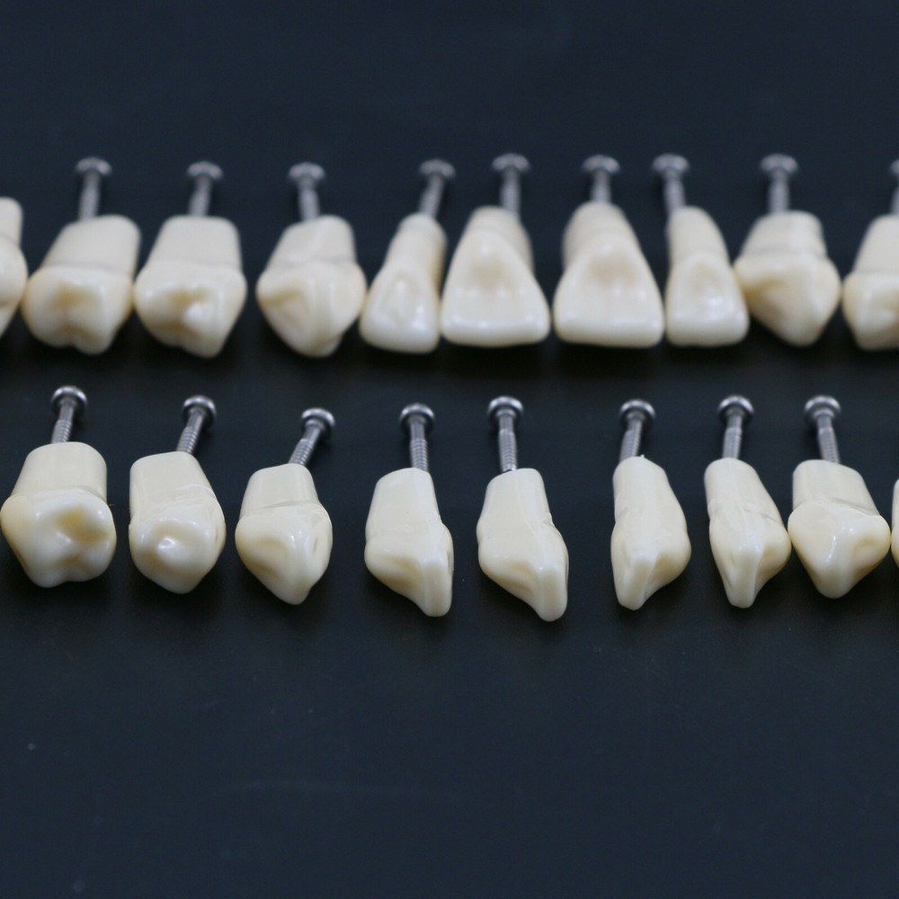 28Pcs Replacement Teeth Upper Lower For Typodont Teeth Model Frasaco AG3 Type US