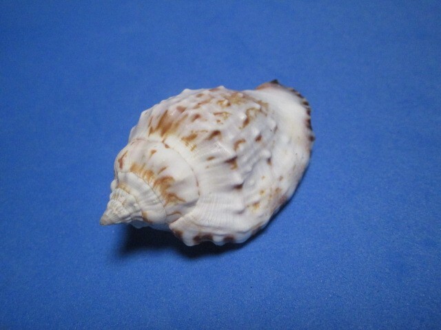 Strombus pipus Roeding, 1798 "BEAUTIFUL!" (43.2mm)
