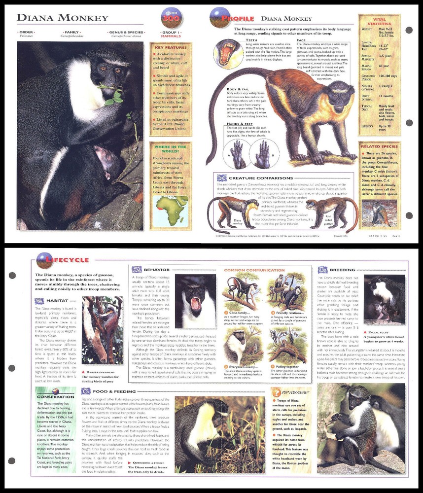 Fold-Out Sheet - Diana Monkey - 300