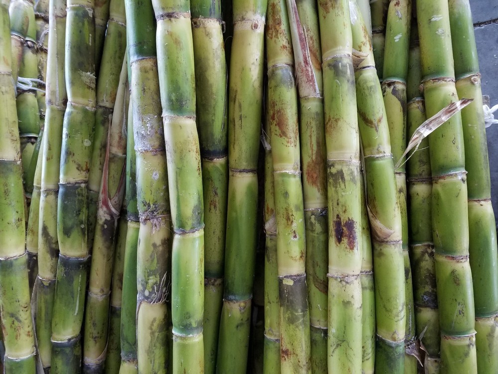Fresh Sugarcane (5 lbs) Sugar Cane